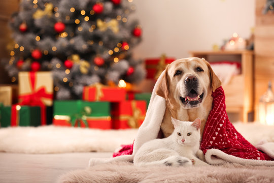 Holiday Pets 